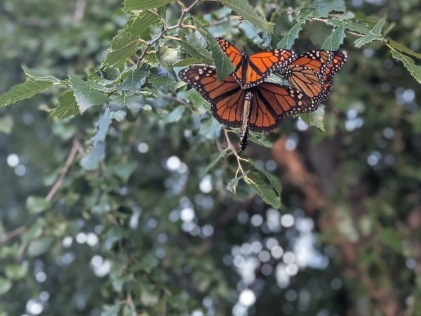 Four monarchs clustered on a tree branch