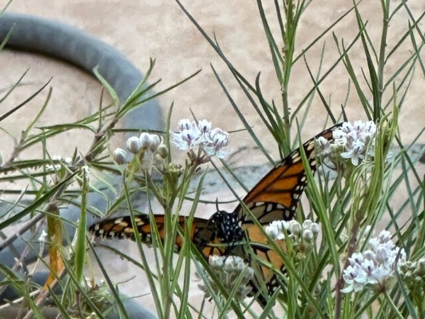 A monarch butterfly on Gregg's mistflower