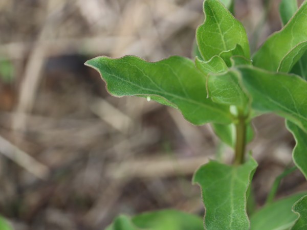 A monarch egg on the bottom side of a milkweed leaf