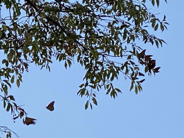 Monarch butterflies with a dark blue sky and tree branch