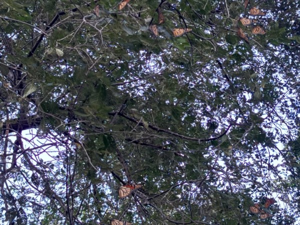 Monarchs roosting in a tree