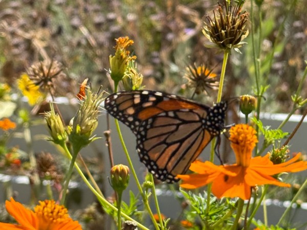 A monarch butterfly on an orange flower
