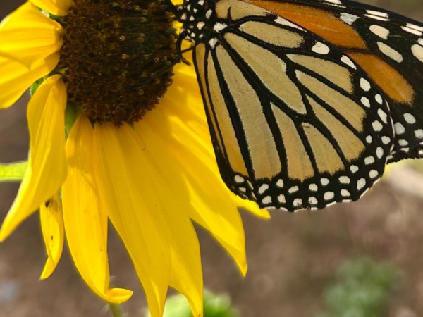 A monarch butterfly on a yellow flower