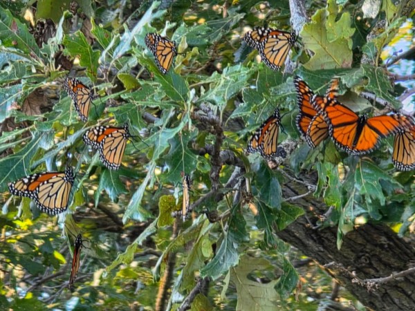 Monarch butterflies in a tree