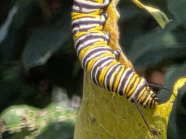 A monarch caterpillar eating a yellow milkweed leaf