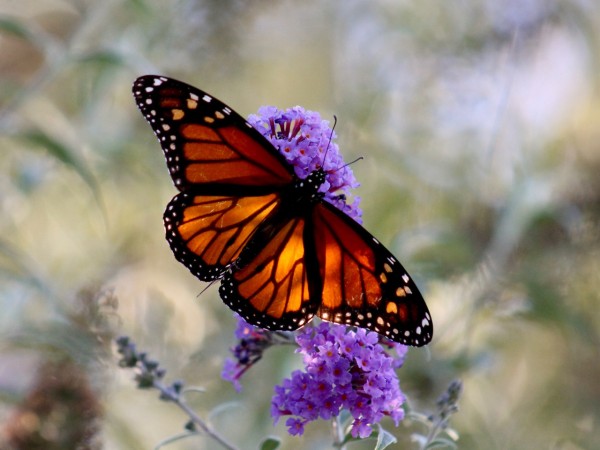 A monarch on a tall purple flowering plant
