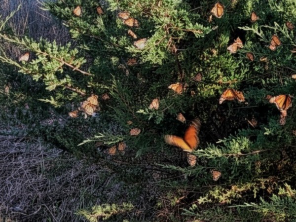 Monarch butterflies in front of an evergreen tree