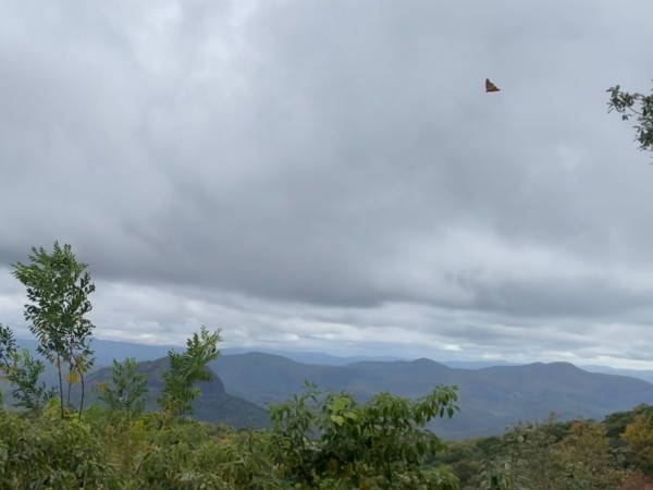 A monarch flying in front of a cloudy sky