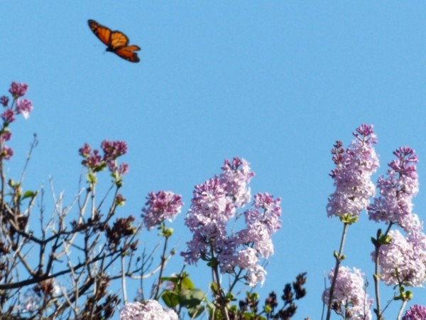 A monarch butterfly against a blue sky with lilacs in the foreground