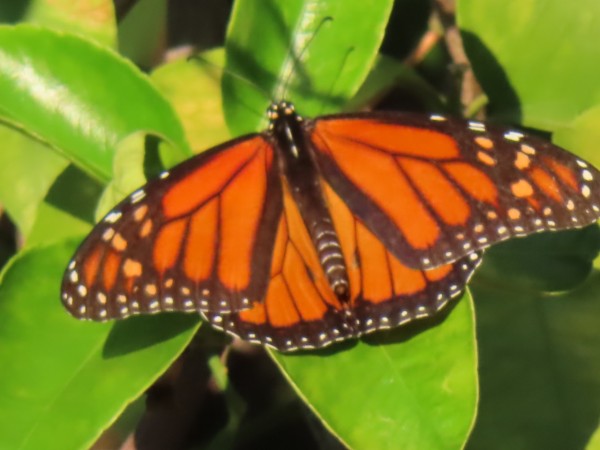A close-up of a monarch butterfly on green leaves
