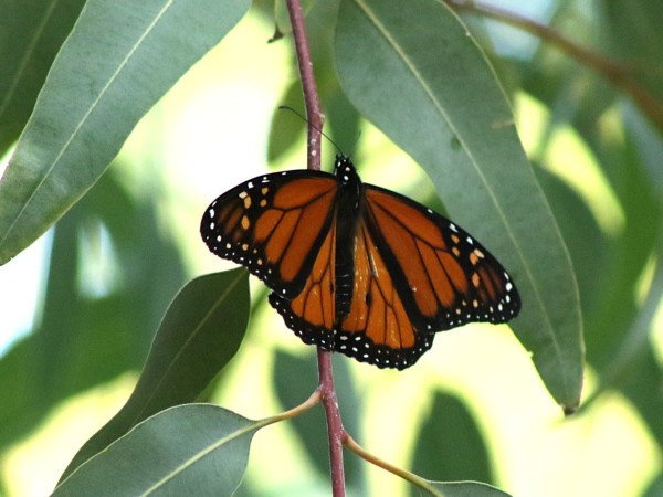 A monarch butterfly on a branch