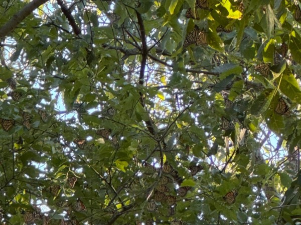 Monarchs in a tree photographed from below
