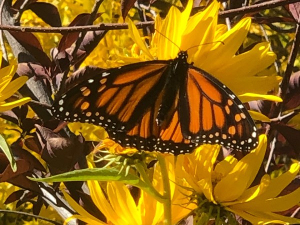 A monarch butterfly on yellow Maximillian sunflowers