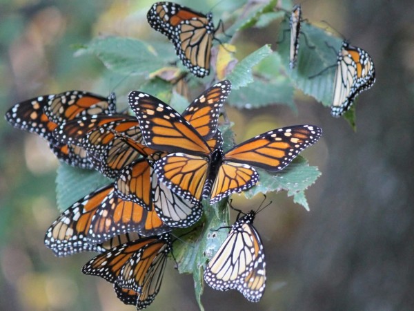 About a dozen monarchs gather on the end of one tree branch