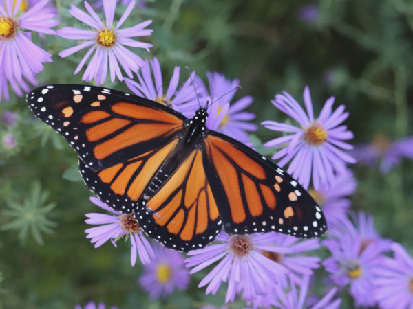 A monarch butterfly on purple aster flowers