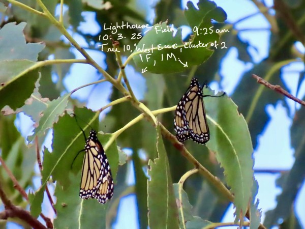 Two monarchs on leaves