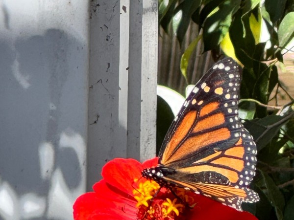 A monarch on a red flower