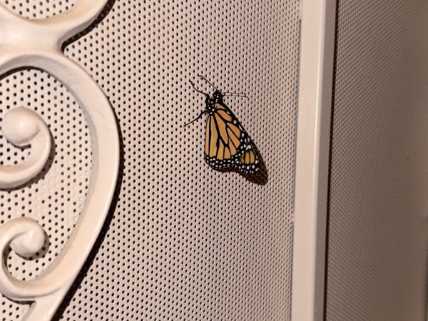 A monarch butterfly on a white door screen