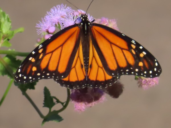A male monarch on a purple flower
