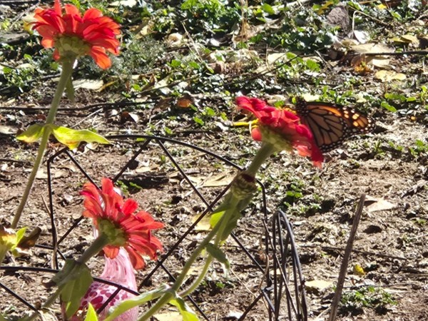 A monarch on a zinnia