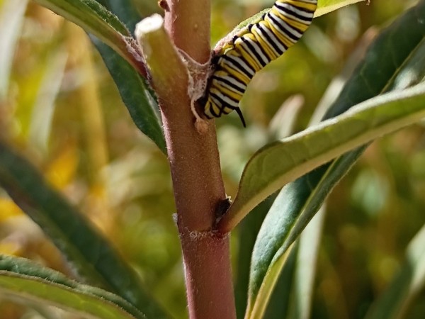 A monarch butterfly caterpillar on a stalk of milkweed