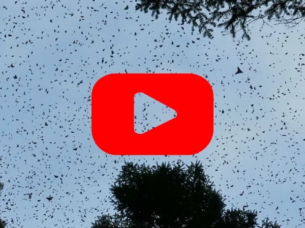 Monarch butterflies against a dark blue sky with a red play button on top