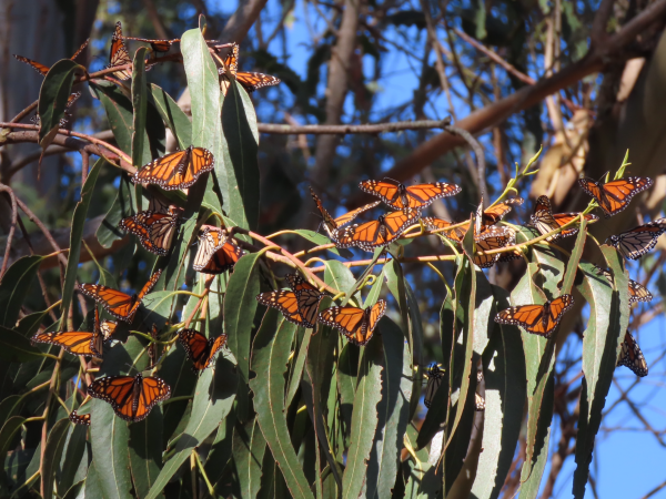 Monarchs in a tree