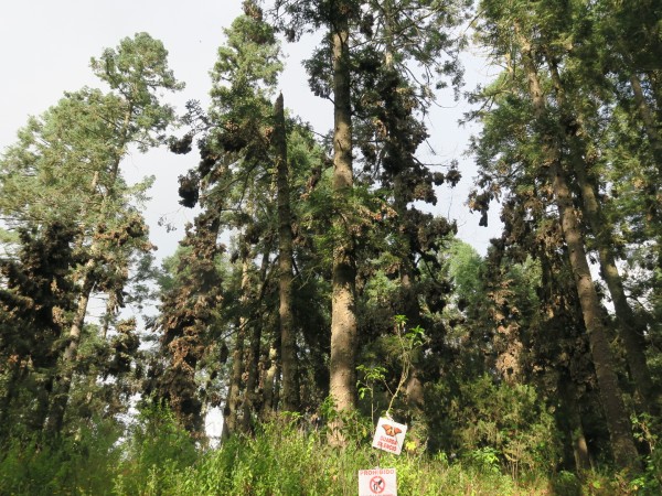 Monarchs cluster in oyamel fir trees