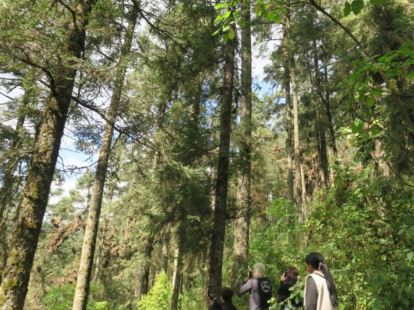 People at the bottom of the photo looking up at monarchs in fir trees in the distance