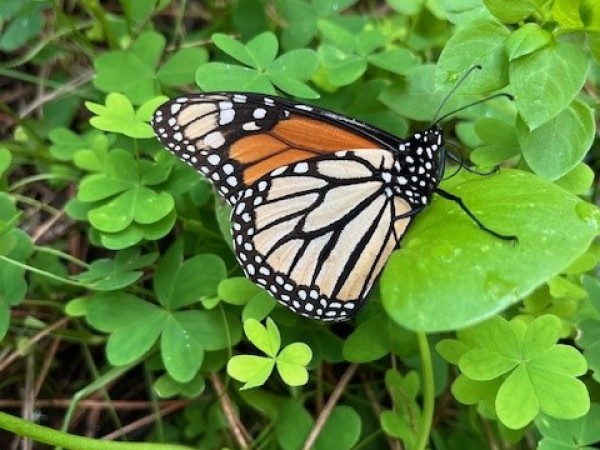 A monarch on vegetation on the ground