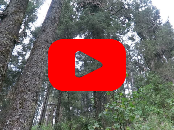Trees in the oyamel fir forest with a red play button over top