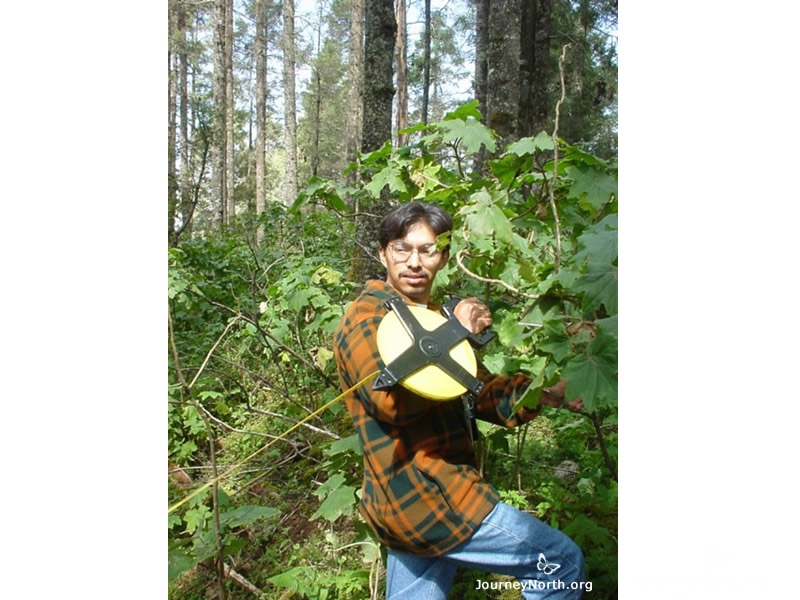 Next the scientists walk around the border of the colony and measure the distance between all of the marked trees. They must visit and measure all 12 of the monarch wintering sites. Their goal is to calculate the total area of forest covered with butterflies.