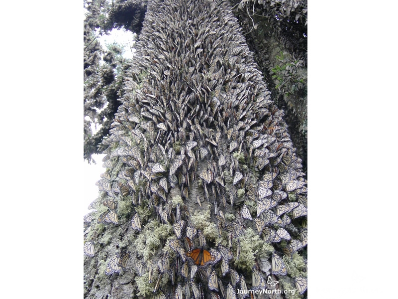 The scientists always measure the colonies in December or January. This is the coldest time of year, when the monarchs form their tightest clusters.
